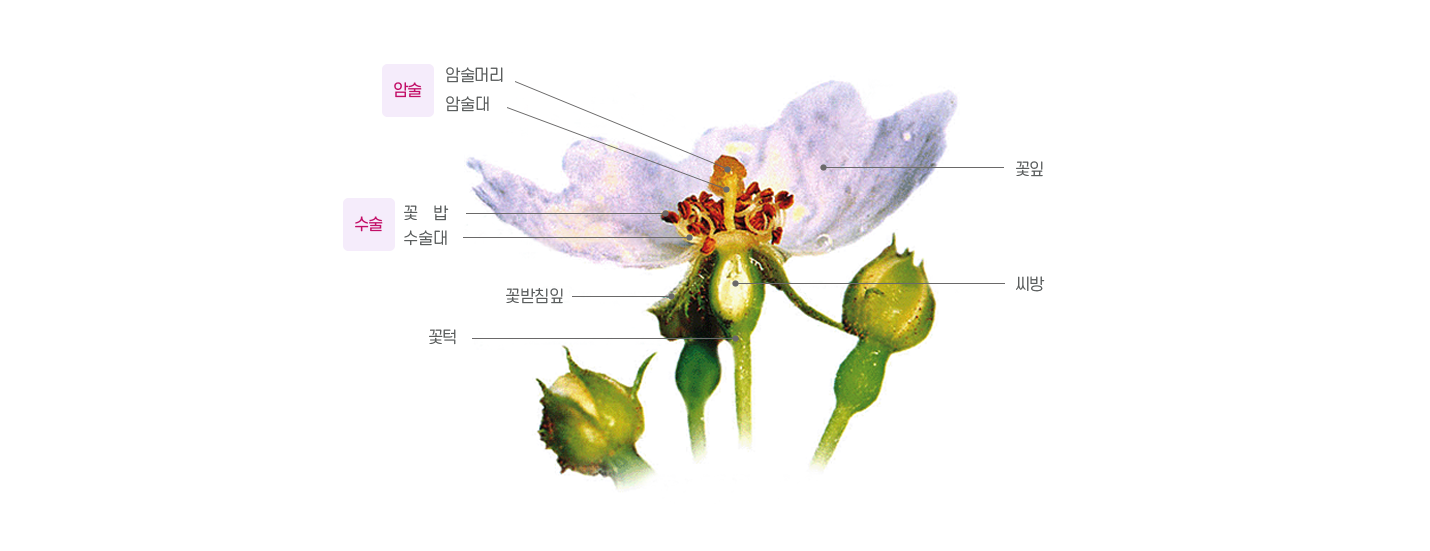 찔레나무꽃의 모양 관련 이미지 - 자세한 내용은 하단 대체텍스트 내용 참조