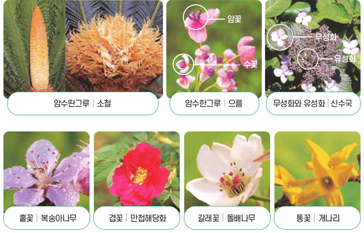  식물의 꽃 종류에 대한 관련 이미지 - 자세한 내용은 하단 대체텍스트 내용 참조