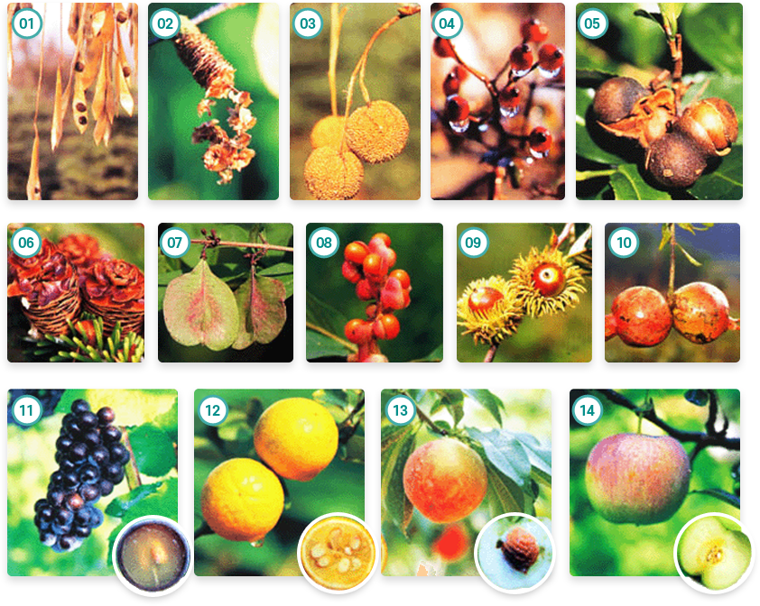 열매의 분류 관련 이미지 - 자세한 내용은 하단 대체텍스트 내용 참조