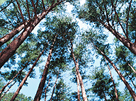 침엽수림 사진