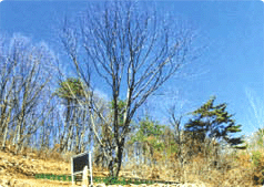 제천 송계리 망개나무 사진