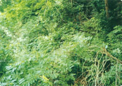 매천리 미선나무 자생지 사진