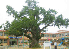 읍내리 은행나무 사진