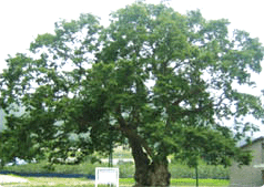 장연 오가리 느티나무 사진