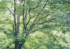 속리산 망개나무 사진