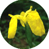 노랑꽃창포 사진