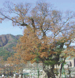삼척 도계읍의 긴잎느티나무 사진