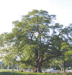 장흥 용산면의 푸조나무 사진