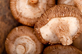 표고버섯사진
