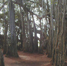 반얀나무 사진