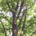 박달나무 사진
